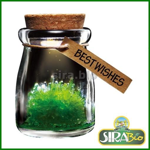 fiore-dei-desideri-cristalizzato-best-wishes