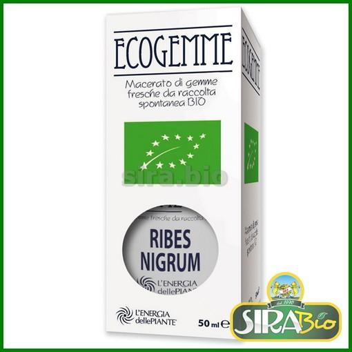 ribes-nigrum-bio-ecogemme-50ml
